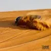 evening desert safari with bbq dinner - 4x4-dune-bashing-action-sand-cloud-dubai.