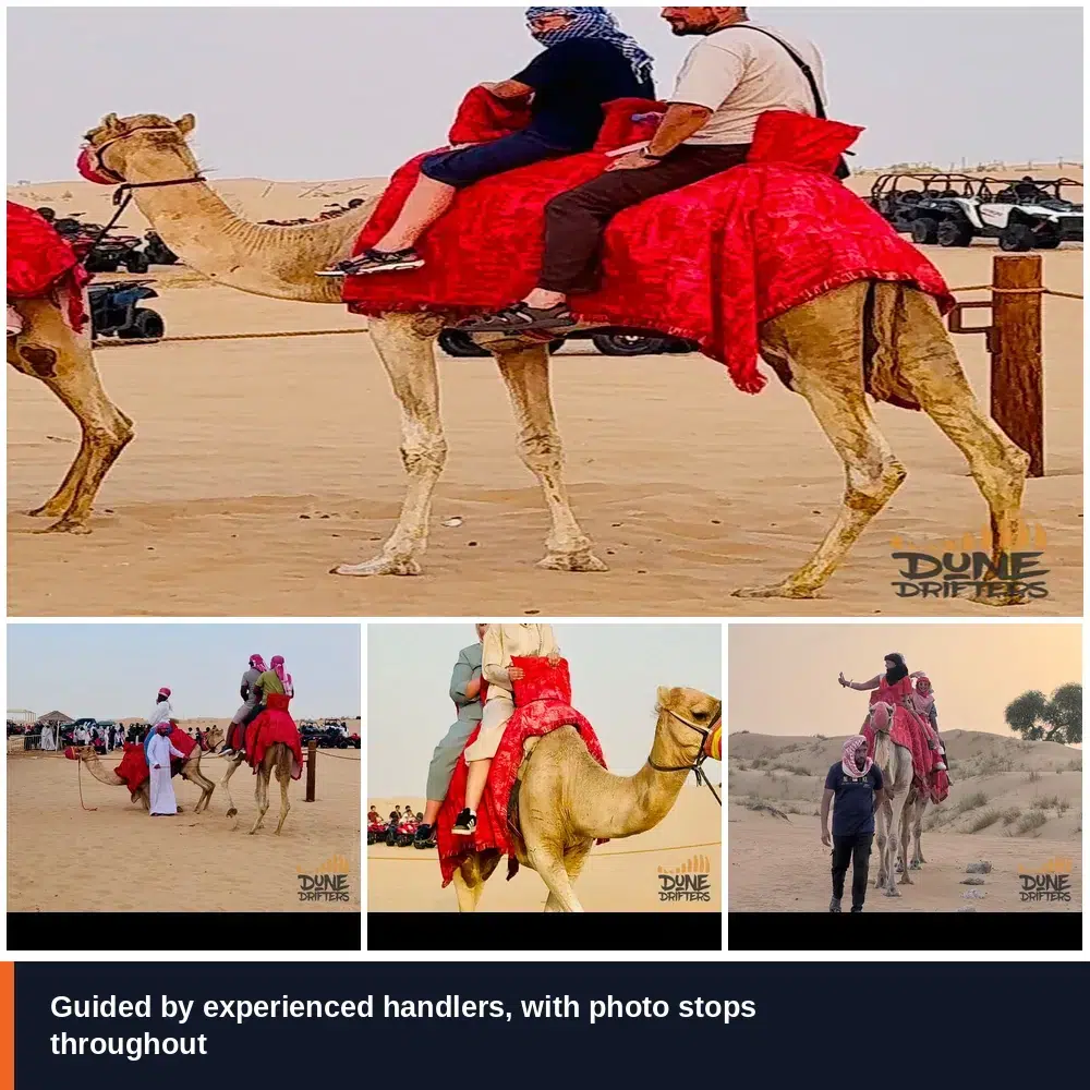 Camel Safari 3 Couples and families camel riding with handlers in the Dubai desert