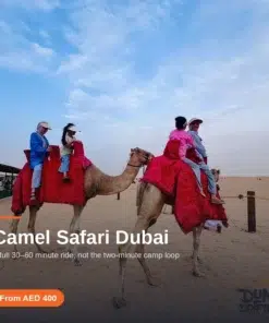 Guests riding camels across the red dunes on a Dubai camel safari